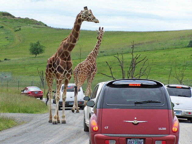 Wildlife Safari