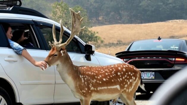 Wildlife Safari