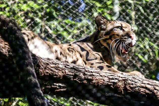 Dallas Zoo