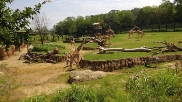 Dallas Zoo