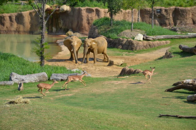 Dallas Zoo