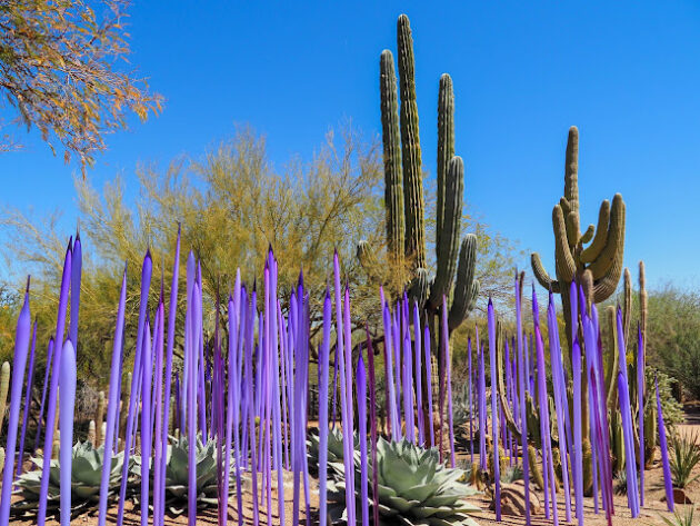 Desert Botanical Garden