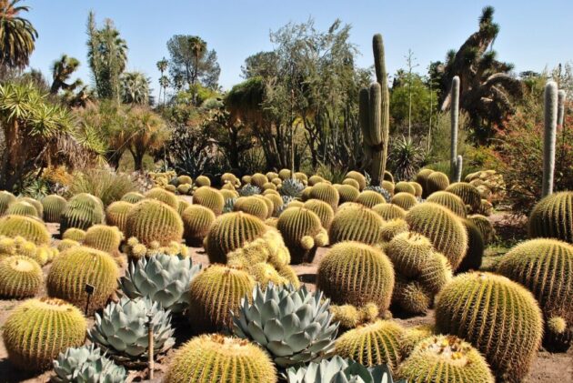 Desert Botanical Garden