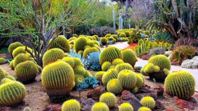 Desert Botanical Garden