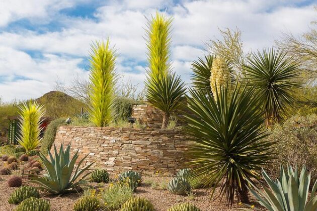 Desert Botanical Garden