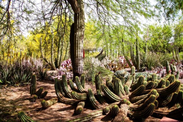 Desert Botanical Garden