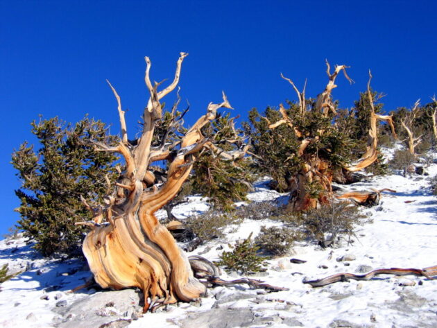 Great Basin National Park