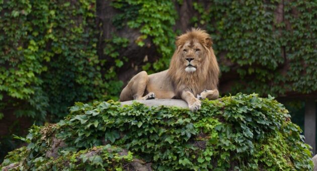 Lincoln Park Zoo