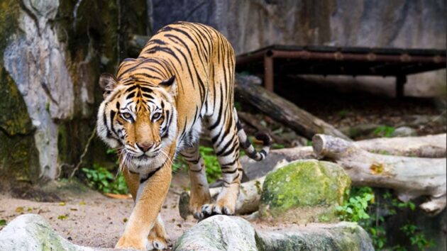 Lincoln Park Zoo