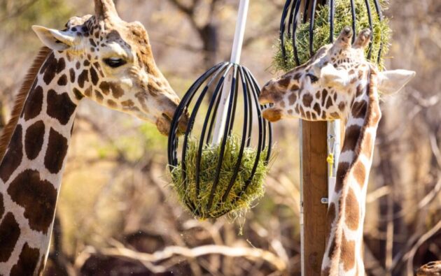 Oklahoma City Zoo