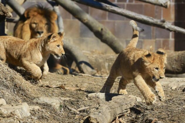 Omaha's Henry Doorly Zoo and Aquarium