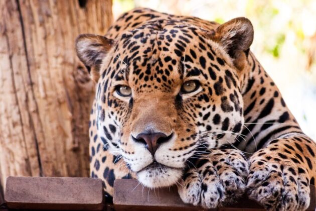 Phoenix Zoo