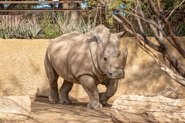 Phoenix Zoo
