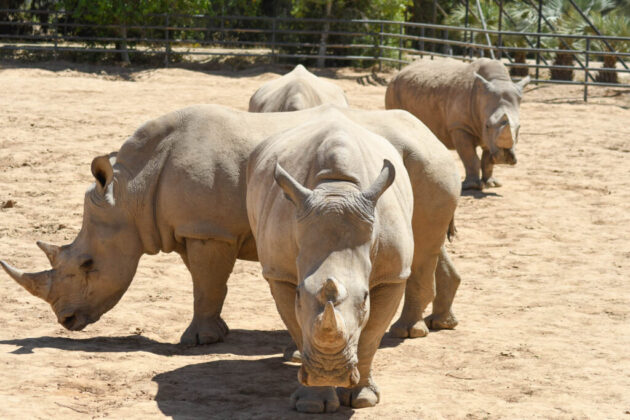 Phoenix Zoo