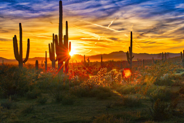 Phoenix