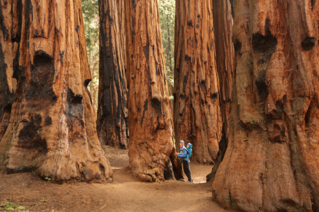 Redwood National and State Parks