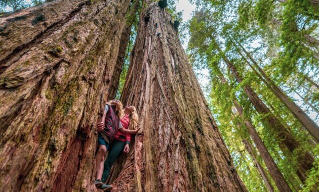 Redwood National and State Parks