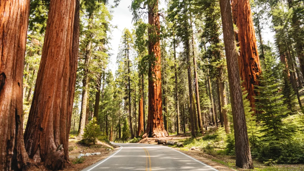Redwood National and State Parks