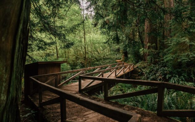 Redwood National and State Parks