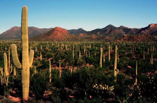 Saguaro National Park ★