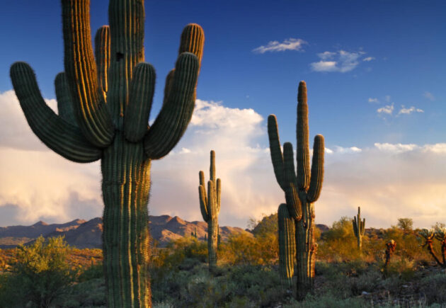 Saguaro National Park