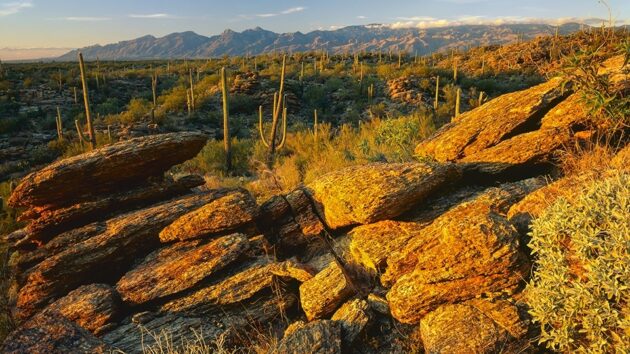 Saguaro National Park