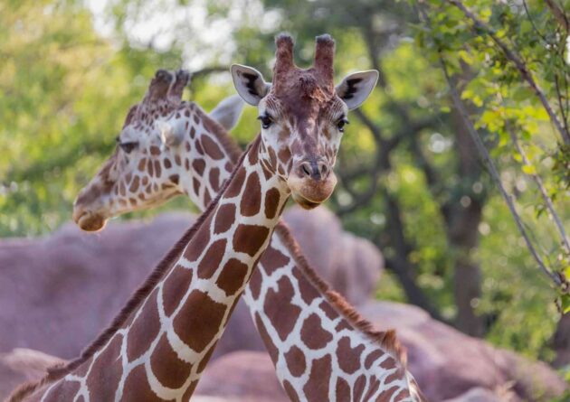 Saint Louis Zoo