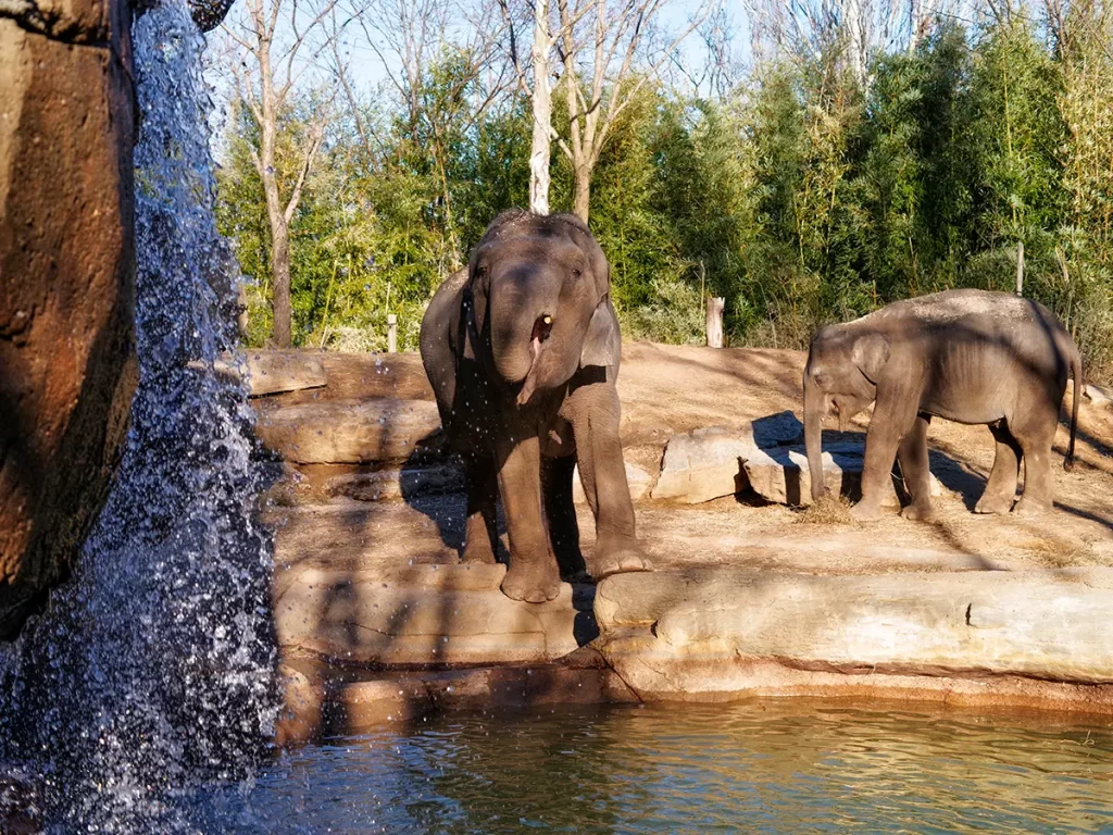 Saint Louis Zoo