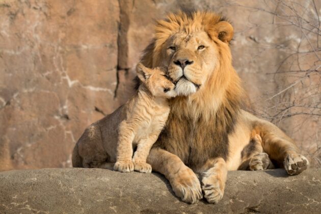 Saint Louis Zoo