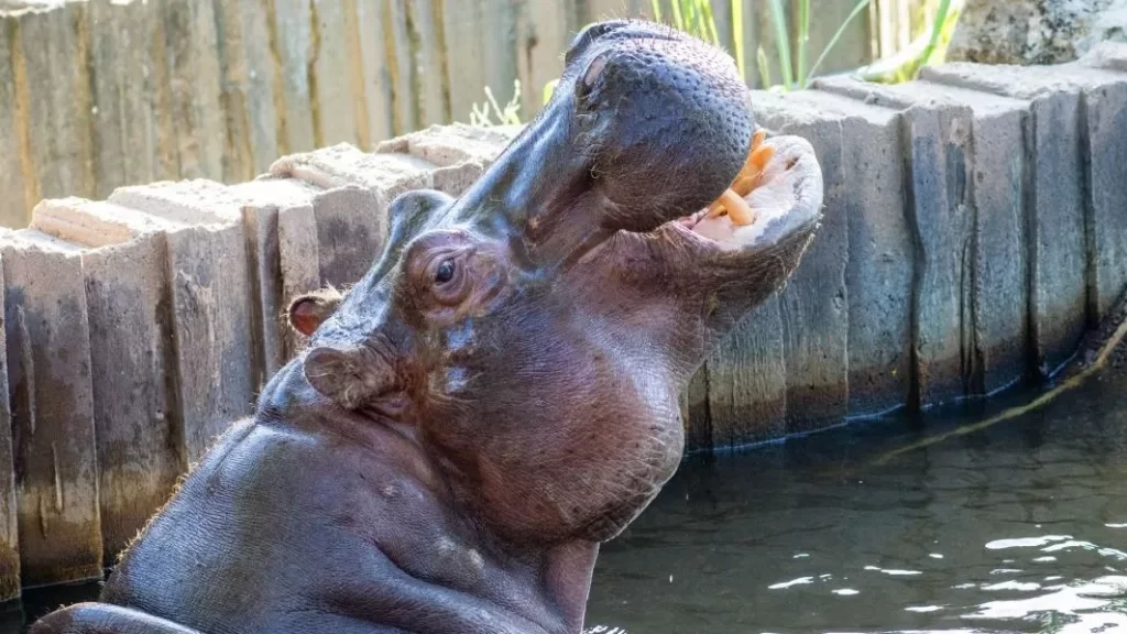 Sedgwick County Zoo