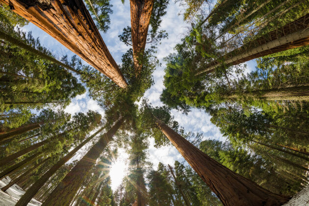 Sequoia National Park