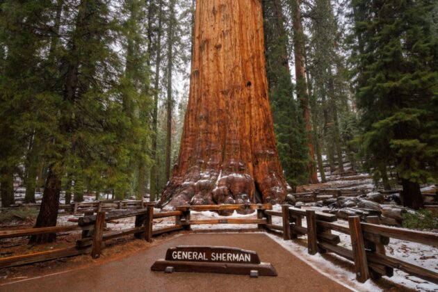 Sequoia National Park
