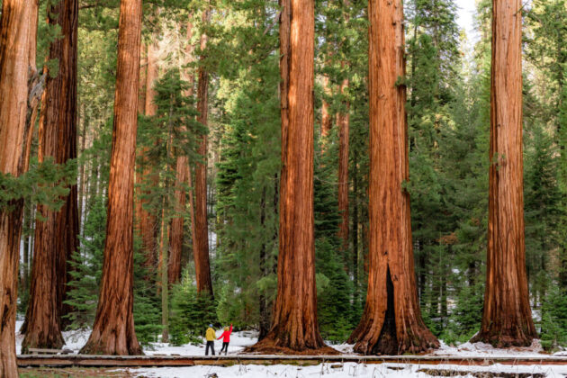 Sequoia National Park