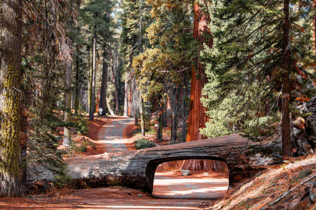 Sequoia National Park