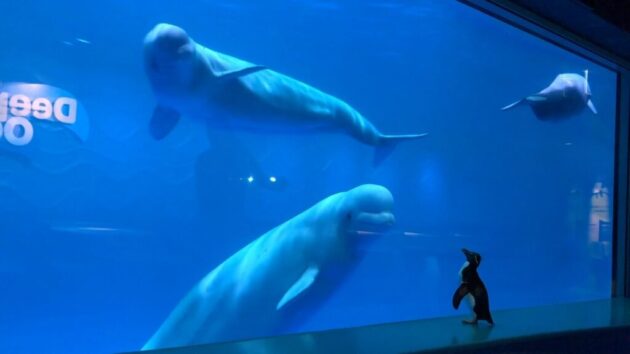 Shedd Aquarium
