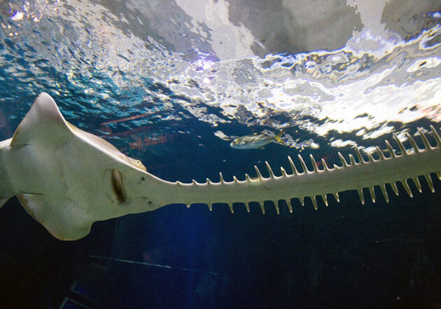 Shedd Aquarium