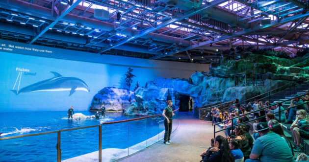 Shedd Aquarium