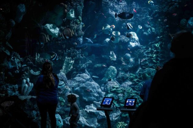 Shedd Aquarium