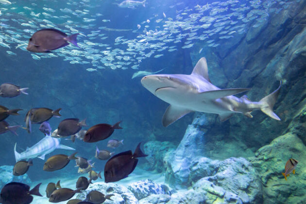 St. Louis Aquarium at Union Station