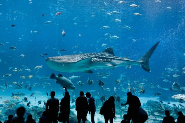 The Dallas World Aquarium