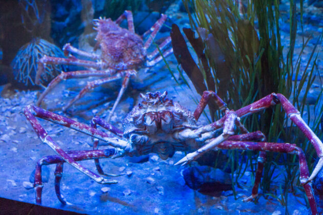 The Dallas World Aquarium