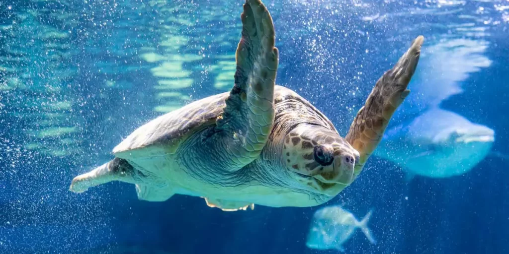 The Dallas World Aquarium