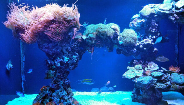 The Dallas World Aquarium