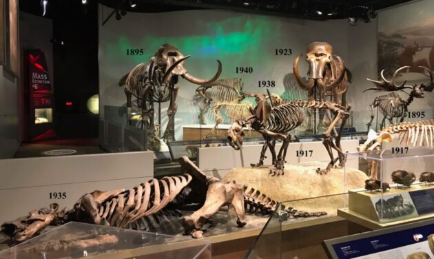 The Field Museum
