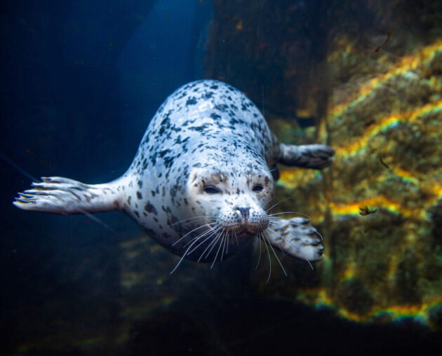 Alaska SeaLife Center