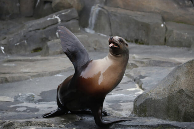 Alaska SeaLife Center