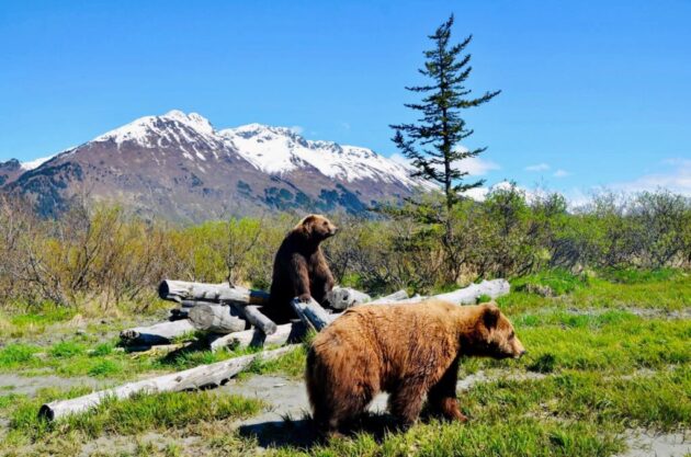 Alaska Wildlife Conservation Center