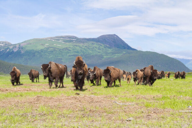 Alaska Wildlife Conservation Center
