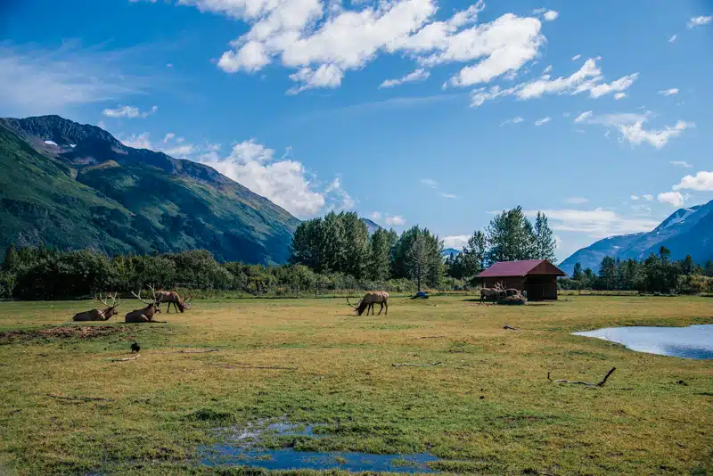 Alaska Wildlife Conservation Center