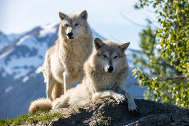Alaska Wildlife Conservation Center